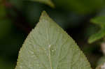 Mountain sweetpepperbush